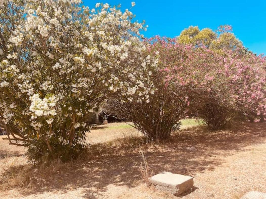 Casa Cote Sud - Mas Bois Fontaine Villa Nîmes Eksteriør bilde